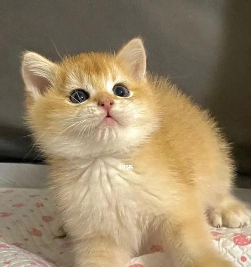 小猫如何吃出毛茸茸的美毛（以宠物为主）