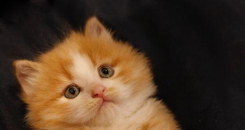小猫如何吃出毛茸茸的美毛（以宠物为主）