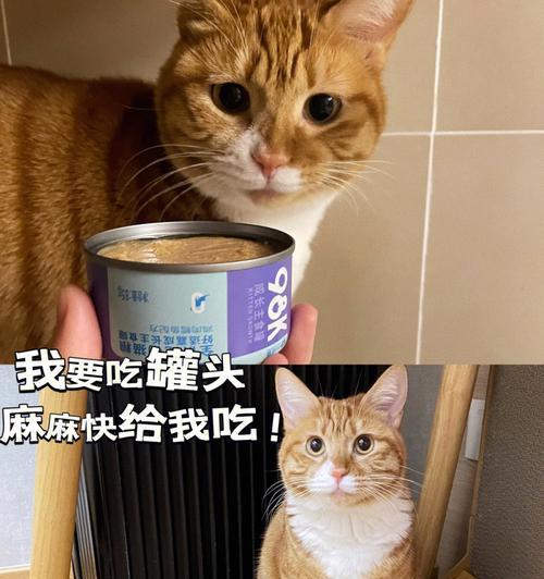 宠物猫的食肉习惯（以羊肉牛肉为主的食肉体验）