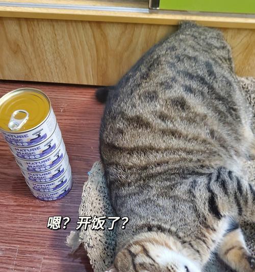 宠物猫的食肉习惯（以羊肉牛肉为主的食肉体验）