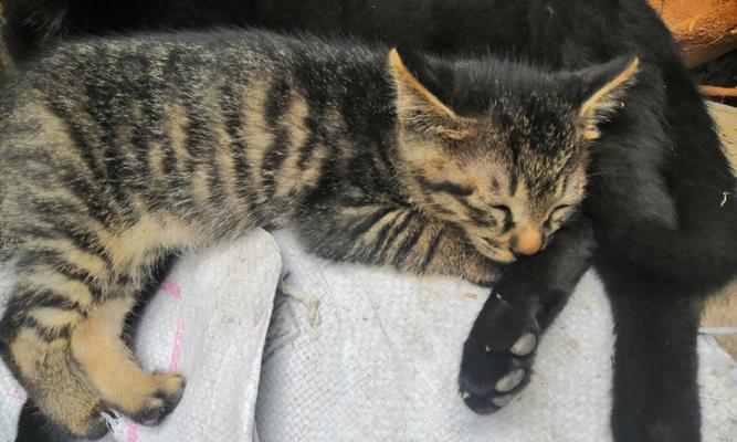 宠物小猫吃猪肝呕吐，应该如何处理（小猫出现呕吐症状）