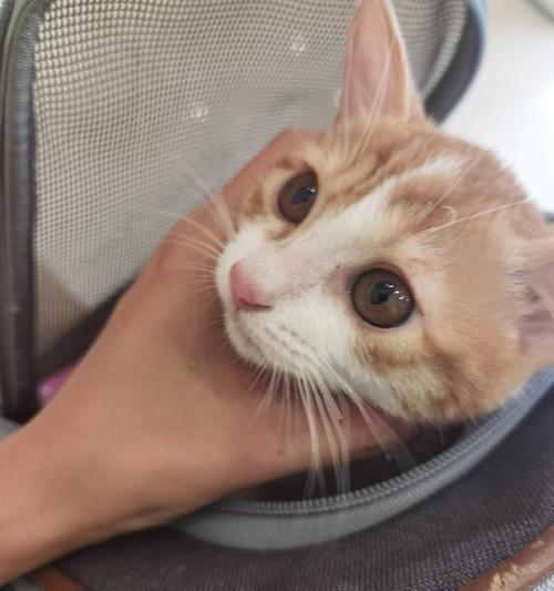 宠物小猫耳朵发热的原因与解决方法（从不同角度解析小猫耳朵发热的原因）