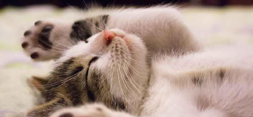 小猫的汗腺在哪里（探究小猫身体的独特之处）