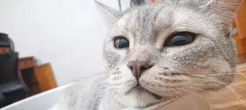 小猫的汗腺在哪里（探究小猫身体的独特之处）