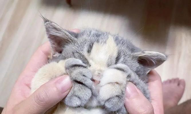 小猫的汗腺在哪里（探究小猫身体的独特之处）