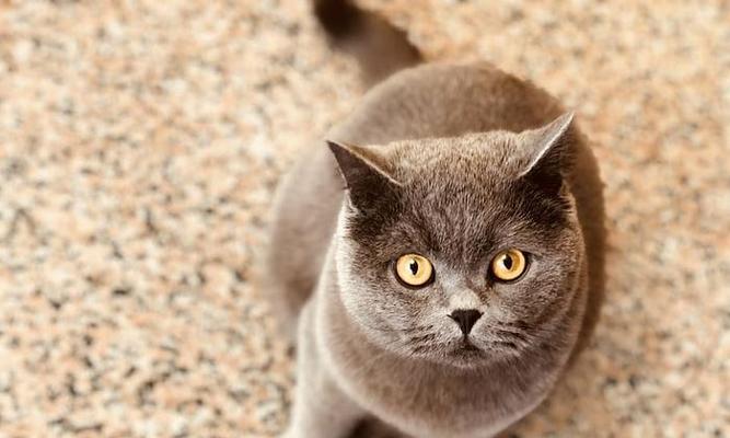 小猫的成长（揭秘小猫的成长规律）