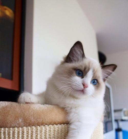 小猫的成长（揭秘小猫的成长规律）