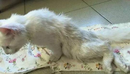 猫咪的主人回家反应有哪些（猫咪回到主人身边的心理变化与行为表现）