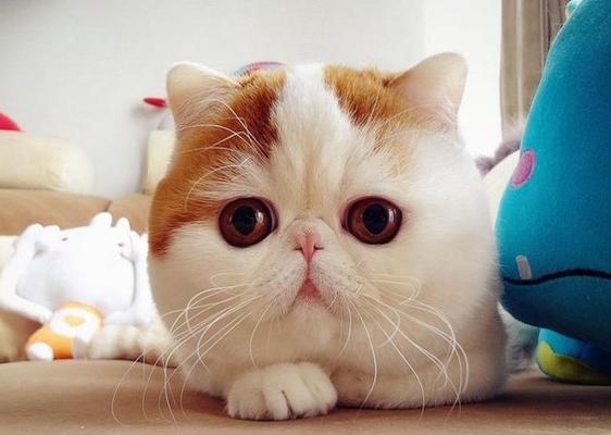 猫咪的主人回家反应有哪些（猫咪回到主人身边的心理变化与行为表现）