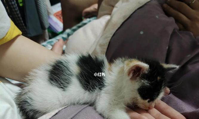 猫咪的主人回家反应有哪些（猫咪回到主人身边的心理变化与行为表现）