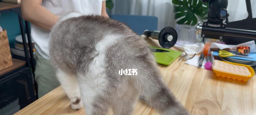 拽了猫尾巴怎么办（探究宠物猫的行为）
