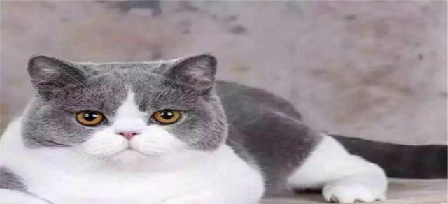探寻最傲娇的猫咪品种——波斯猫（这些毛茸茸的“王子”们）