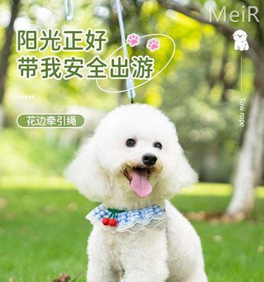 透视狗狗的闻味世界（探索宠物世界中独特的嗅觉体验）