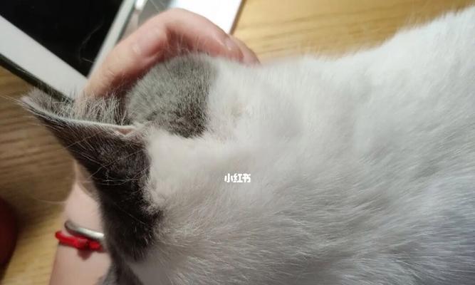 猫咪鼻子的保湿和清洁方法（猫咪鼻子的保湿和清洁方法）
