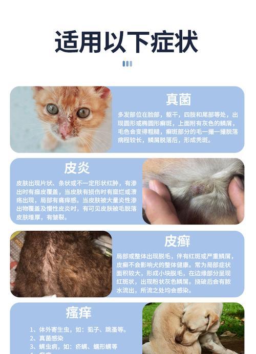 宠物真菌传染病的防治（从狗狗身上学习）