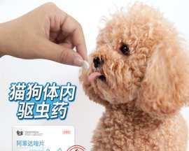 宠物驱虫指南（了解驱虫剂的种类和使用方法）