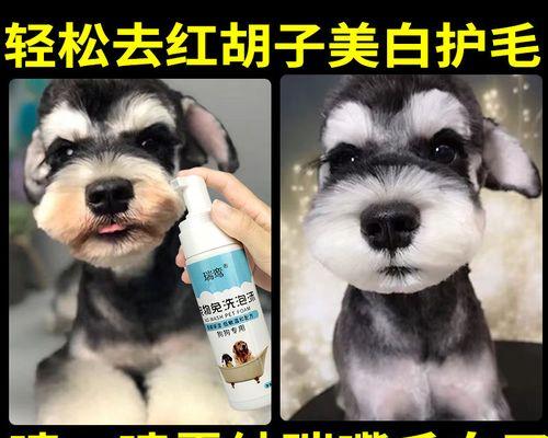 狗狗退毛的时间与保养方法（如何让宠物狗狗健康度过毛换季期）