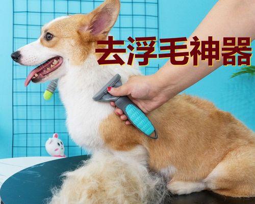 狗狗退毛的时间与保养方法（如何让宠物狗狗健康度过毛换季期）