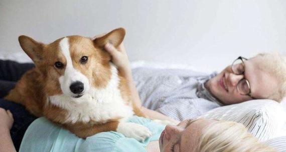宠物狗怀孕的特征（了解宠物狗怀孕的迹象及照顾方法）