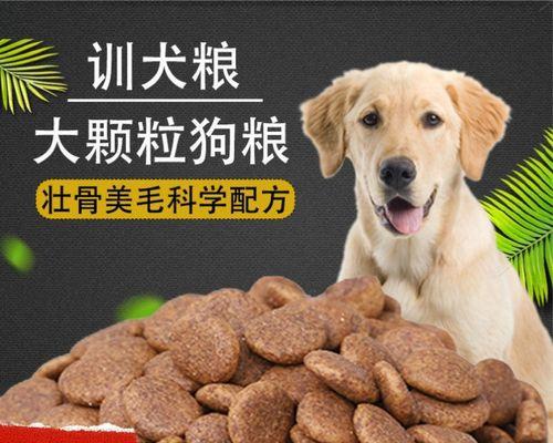 拉布拉多减肥必看（让你的爱宠减肥成功）