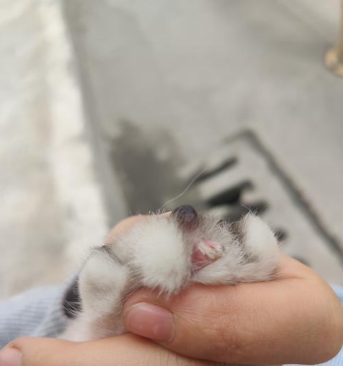 两个月猫咪毛稀是怎么回事（探究猫咪毛发生稀疏的原因及预防方法）