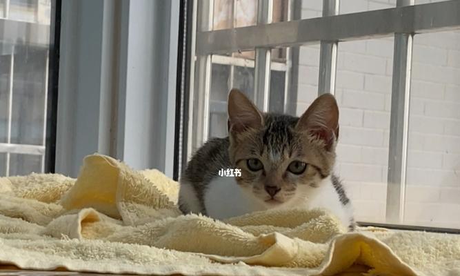 两个月小猫独立生活指南（让你的宠物小猫健康自主地成长）