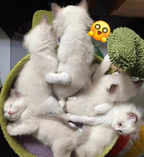 领养猫咪，和亲人一样温暖（宠物的陪伴带给我们什么）