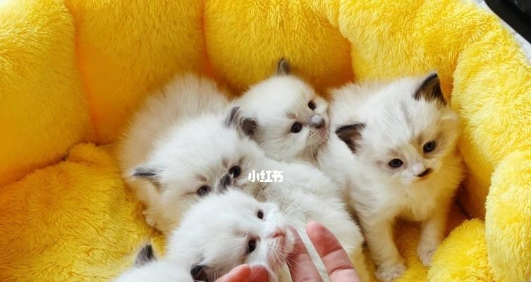 领养猫咪，和亲人一样温暖（宠物的陪伴带给我们什么）