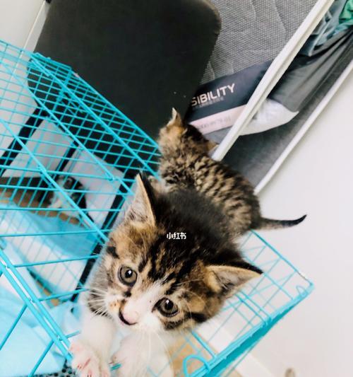 领养猫咪，和亲人一样温暖（宠物的陪伴带给我们什么）