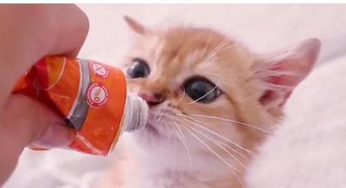 猫咪的微量元素需求与补充（为宠物猫咪提供全面的营养保障）
