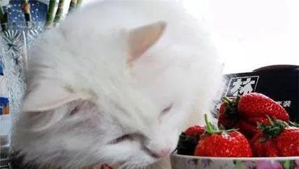 宠物猫咪能吃蔬菜吗（探究猫咪的饮食习惯与蔬菜摄入）