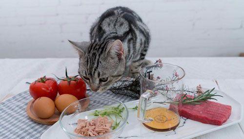 宠物猫咪能吃蔬菜吗（探究猫咪的饮食习惯与蔬菜摄入）