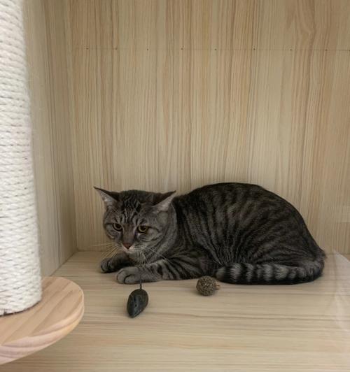 独自在家的猫咪