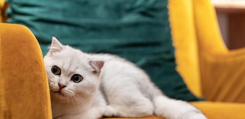 宠物猫犯错可以吵吗（猫咪行为管理的重要性与技巧）