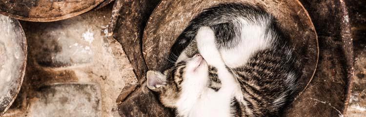 宠物猫咪怀孕为何会呕吐黄水（原因分析与应对措施）