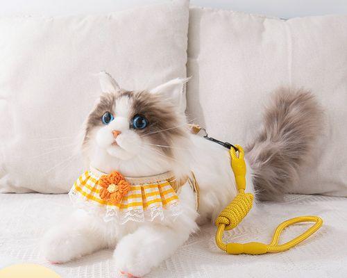猫咪怀孕期乳房变化（了解猫咪怀孕期的乳房变化）