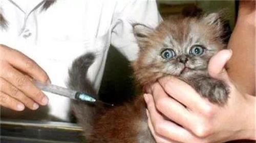 猫咪疫苗接种顺序详解（以宠物为主）