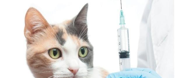 猫咪疫苗接种顺序详解（以宠物为主）