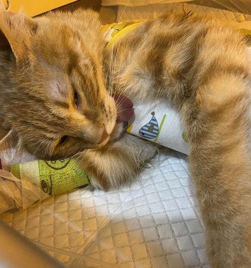猫咪绝育后拉屎变黑（宠物猫咪的健康问题）