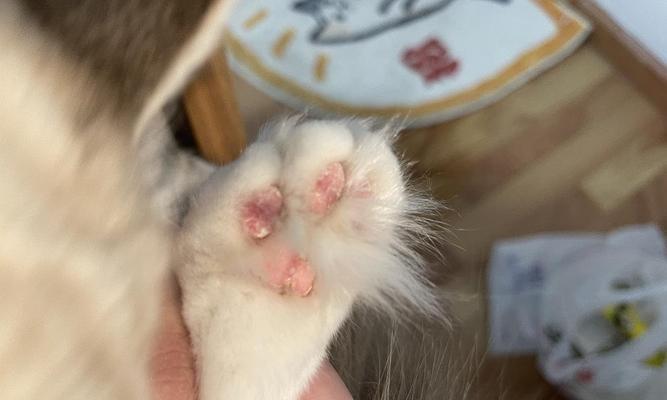 猫咪肉垫上长东西，原来是这样（探秘猫咪肉垫长东西的真相）