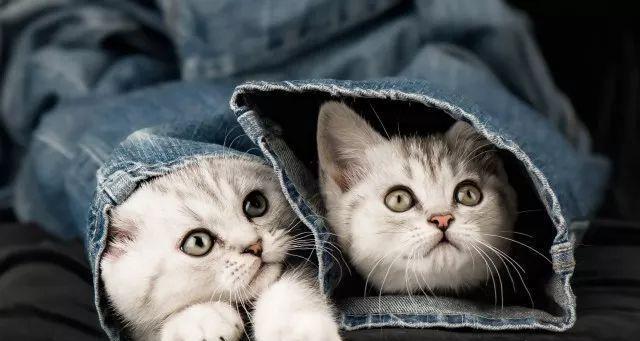 猫咪的气味是如何留下的（从宠物角度解析气味留存机制）