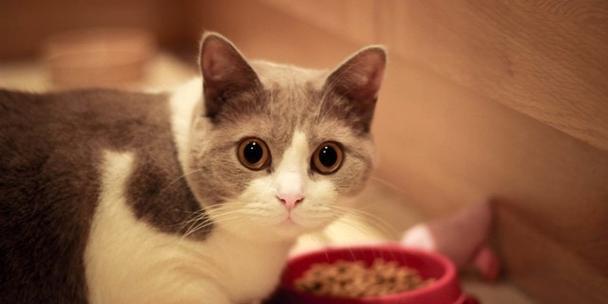 猫咪的气味是如何留下的（从宠物角度解析气味留存机制）