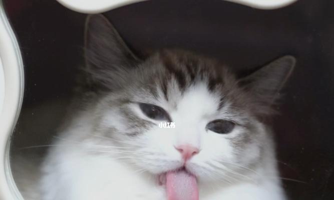 猫咪舔人的舌头为什么那么烫（探究猫咪舔人行为背后的科学原理）