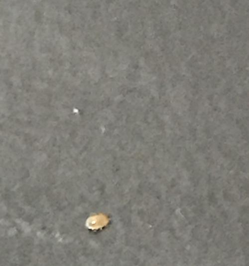 宠物猫身上的寄生虫危害（了解猫身上的寄生虫）