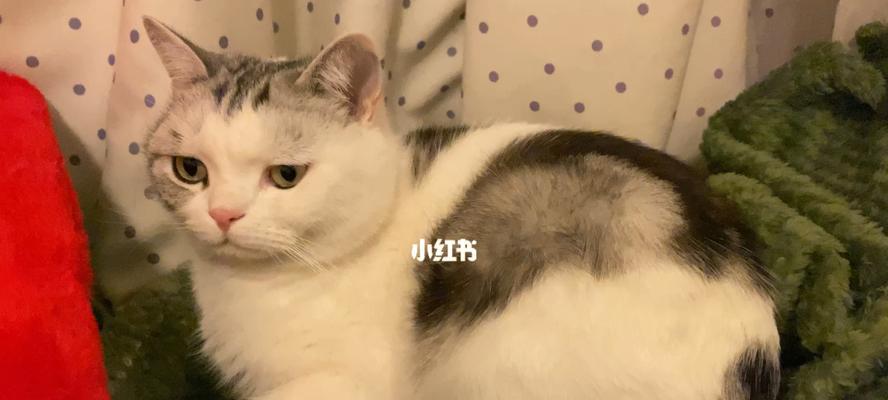 揭秘猫咪身体抽搐打嗝的真相，让你做好护理准备（揭秘猫咪身体抽搐打嗝的真相）