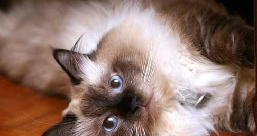 猫咪语言（探索猫咪发声的秘密与意义）