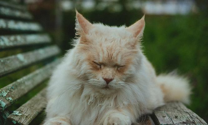 猫咪语言（探索猫咪发声的秘密与意义）