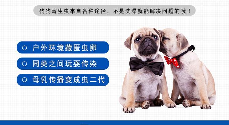 宠物猫咪体外驱虫用量的重要性（正确计算用量可有效预防宠物感染疾病）
