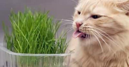 如何避免猫咪吐黄水（掌握正确喂养方式）
