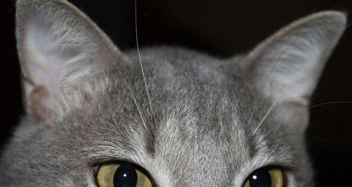 宠物猫眼里的杂质该如何应对（一定要注意）